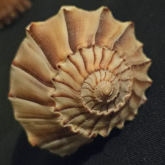 Unique Natural Seashell Collection-30yo Rare Hawaiian & 20yo Floridian, 2"-4.5" - Picture 11 of 15